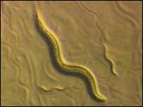 C elegans worm, BBC