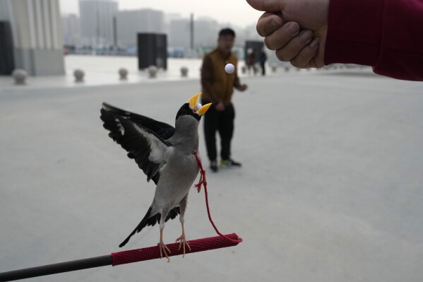 A wutong bird catches beads in its beak, training for a Beijing tradition that dates back to the Qing Dynasty, outside a stadium in Beijing, Tuesday, March 26, 2024. The ancient practice involves training birds to catch beads in mid-air shot out of a tube. Today, only about 50-60 people in Beijing are believed to still practice it. (AP Photo/Ng Han Guan)