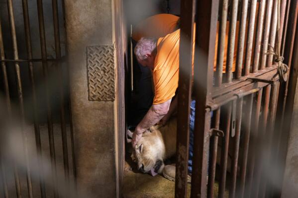 Patrick Craig from The Wild Animal Sanctuary looks after a sedated lion before its transfer, in Puerto Rico's only zoo, in Mayaguez, Puerto Rico, Friday, April 28, 2023. Puerto Rico is closing the U.S. territory's only zoo following years of suspected neglect, a lack of resources and deaths of animals that were highlighted by activists. Most of the animals are being transferred to The Wild Animal Sanctuary in Colorado. (AP Photo/Alejandro Granadillo)