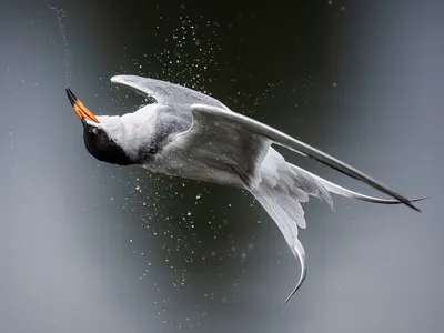 A Forster&#39;s tern appears to float upside-down after emerging from underwater at Shoreline Lake in Mountain View, California.