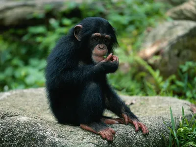 Wild chimpanzees in&nbsp;Uganda appeared to seek out and eat specific plants with medicinal properties when they were sick.