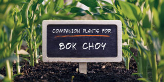 companion plants for bok choy