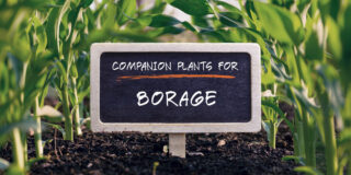 companion plants for borage