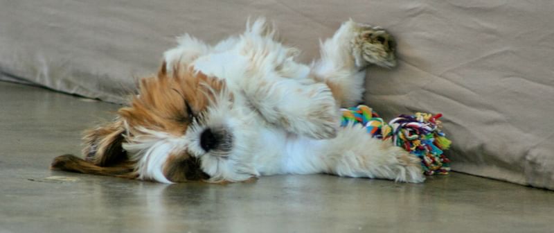 Wonton, a shih tzu puppy, laying on the floor next to a bed with a multicolored toy.