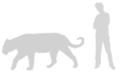 Tigrul bengalez comparat cu un om înalt de 183 cm