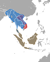 Distribución de Nycticebus spp. rojo = N. pygmaeus; azul = N. bengalensis; café = N. bancanus, N. borneaus, N. coucang, N. javanicus, N. kayan, & N. menagensis