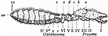 ヒヨケムシの側面。前体の後2節（dとe）が分節した鋏角類の1例。 I：鋏角、II：触肢（基部）、III-VI：歩脚（基部）