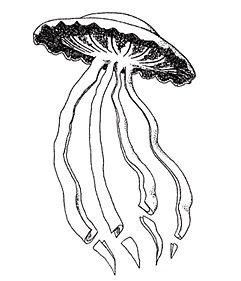A Stygiomedusa jellyfish, which can grow up to 10 m (33 ft) in length.