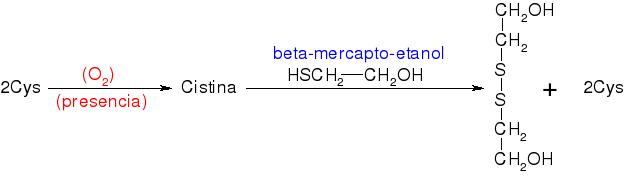 Afegint β-mercapto-etanol