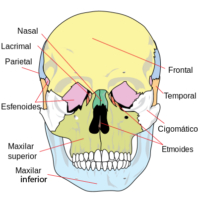 File:Es-Human skull front in Spanish (bones).png