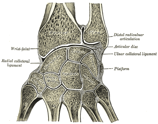 Carpometacarpal joints of the left hand. Thumb on left.