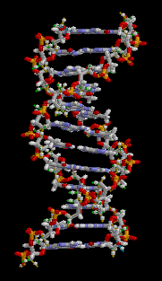 一條DNA分子；佢上面有數以億計嘅鹼基對，每對都可能對隻生物嘅特徵有影響。