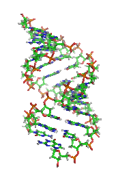 A-DNA orbit animated small.gif
