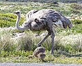Thumbnail for File:African Ostrich (Struthio camelus).jpg