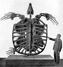 A black and white photo of the turtle skeleton and a man standing next to it for scale. The man appears to be about half the size of the display
