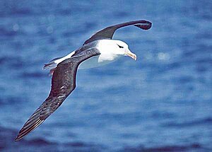 En Albatros (Thalassarche melanophris)