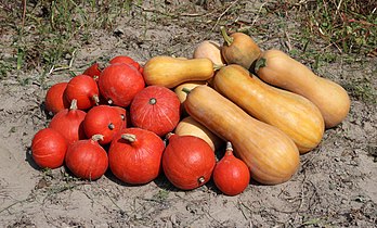 Abóboras maduras Cucurbita maxima (vermelho) e Cucurbita moschata (amarelo-laranja) na região de Vinnytsia, Ucrânia (definição 5 800 × 3 500)