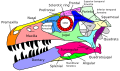 Crânio de Dromaeosaurus
