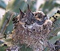 Pulli trochilidarum in nido in cacto Mesae in urbe Arizonae