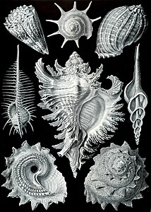 Kunstformen der Natur'un 53. levhasında, o dönem için Prosobranchia olarak sınıflandırılmış deniz canlılarının kabukları'nın çizimi var.(Üreten: Ernst Haeckel)