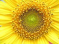 黄色い花。自然界におけるフィボナッチ数の例として使われる、ヒマワリ。