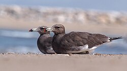 Sooty Gulls, Oman