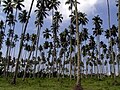 Kebun kelapa yang sudah berusia sekitar 100 tahun di Ratatotok, Kab. Minahasa Tenggara, Sulawesi Utara