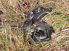 Dans un nœud de vipères ou de couleuvres, la femelle est prise d'assaut par plusieurs mâles qui s'enroulent les uns avec les autres.