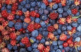 File:Alaska wild berries.jpg (2005-01-14)