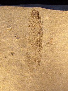 Empreinte d'une plume d'Archaeopteryx dans le sédiment.