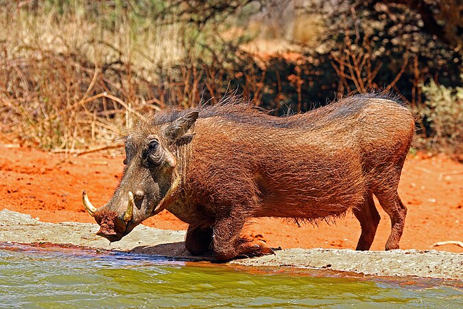 图为摄于南非Tswalu Kalahari保护区（英语：Tswalu Kalahari Reserve）的一只南非疣猪（学名：Phacochoerus africanus sundevallii）。明天是世界水日。