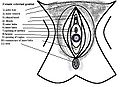 Şematik vulva anatomisi.