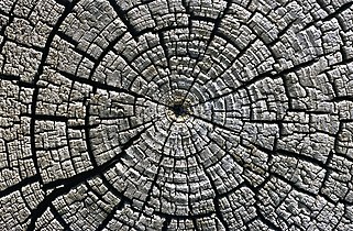 Weathered growth rings