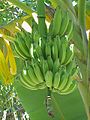 plodovi banane