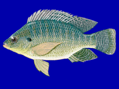 Tilapia du Nil (Oreochromis niloticus).