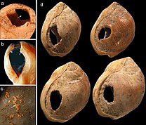 Os padrões de desgaste sugerem que elas possam ter formado um colar há 82 mil anos.