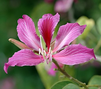 Bauhinia blakeana, Hong Kong ekosistemine özgü olan bu türün Kasım-Mart arasında açan güzel kokulu, pembe çiçekleri dikkat çekicidir. Beş taç yapraktan oluşan Hong Kong bayrağının simgesidir. (Üreten: Ianare)