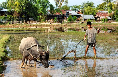 Дете са биволом у Лаосу