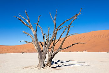 Uma árvore morta em Dead Vlei, Sossusvlei, Namíbia (definição 7 989 × 5 341)