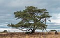 10. Erdeifenyő (Pinus sylvestris) (Delleboersterheide, az It Fryske Gea természetvédelmi területe, Ooststellingwerf, Frízföld, Hollandia) (javítás)/(csere)