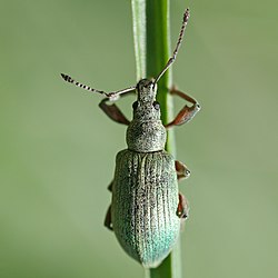 Phyllobius calcaratus, a species of weevil
