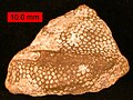 Heliolitid bir mercan olan Protaraea richmondensis