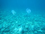 Coppia di Polmone di Mare o Medusa Barile (Rhizostoma Pulmo) fotografate a Lido Saturo, Marina di Leporano (Taranto)
