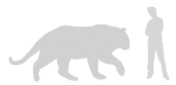 Tigrul siberian comparat cu un om de înalt 183 cm