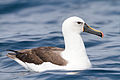 Wool-wool (Yellow-nosed Albatross)
