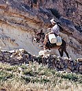 Femme transportant des bidons d'eau à dos d'âne, dans les montagnes tunisiennes.