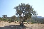 Un olivier en Turquie.