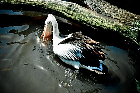 Aŭstralia pelikano fiŝkapte ĉe Weltvogelpark Walsrode