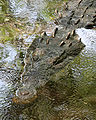 13. Hegyesorrú krokodil (Crocodylus acutus) a mexikói La Manzanilla városának közelében (javítás)/(csere)