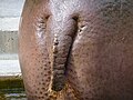 Хвіст бегемота (Hippopotamus amphibius)